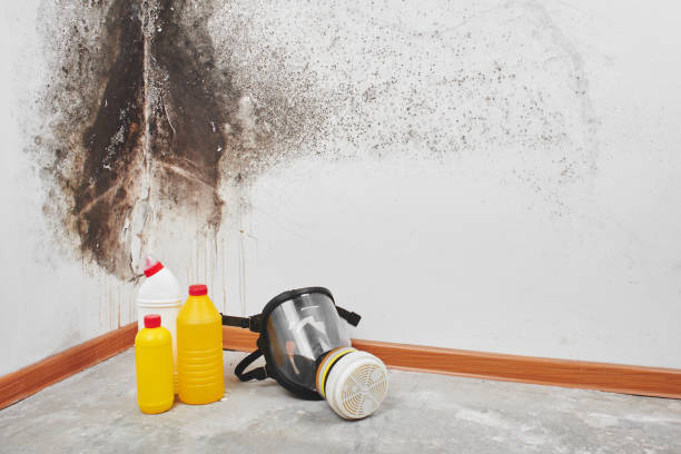 Best Basement Mold Remediation in Carrollton, GA