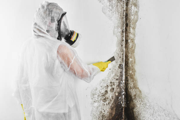 Best White Mold Remediation in Carrollton, GA