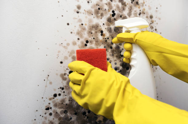 Best Residential Mold Remediation in Carrollton, GA